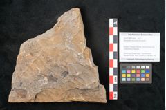 Foto (Objekt + Etikett) von Neuropteris auriculata Brongniart (NHMW-GEO-2024-0188-10669)